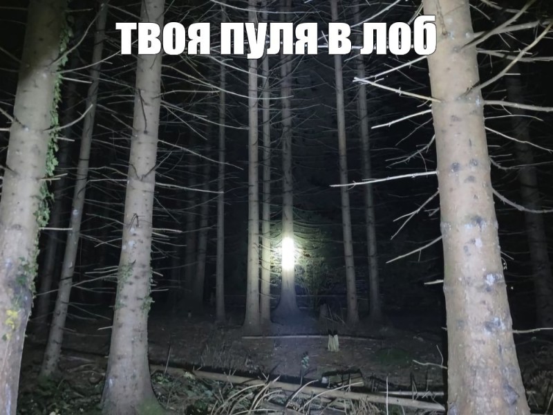 Create meme: mystical forest, crippi forest, forest 