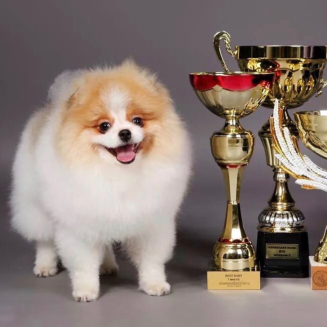 standard german spitz