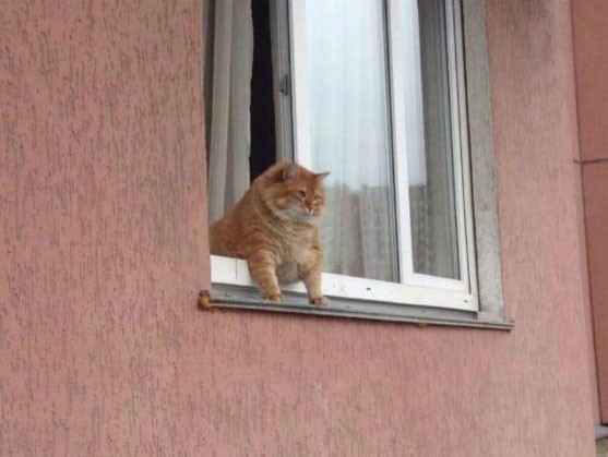 Create meme: fat cat in the window, cat in the window meme, the cat looks out of the window
