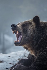 Создать мем: медведь рычит, бурый медведь нападает, гризли беар