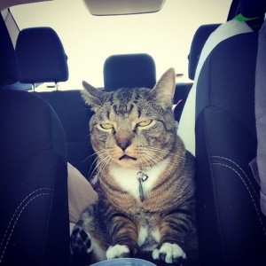 Create meme: when the car is very hot, awesome fun, cat