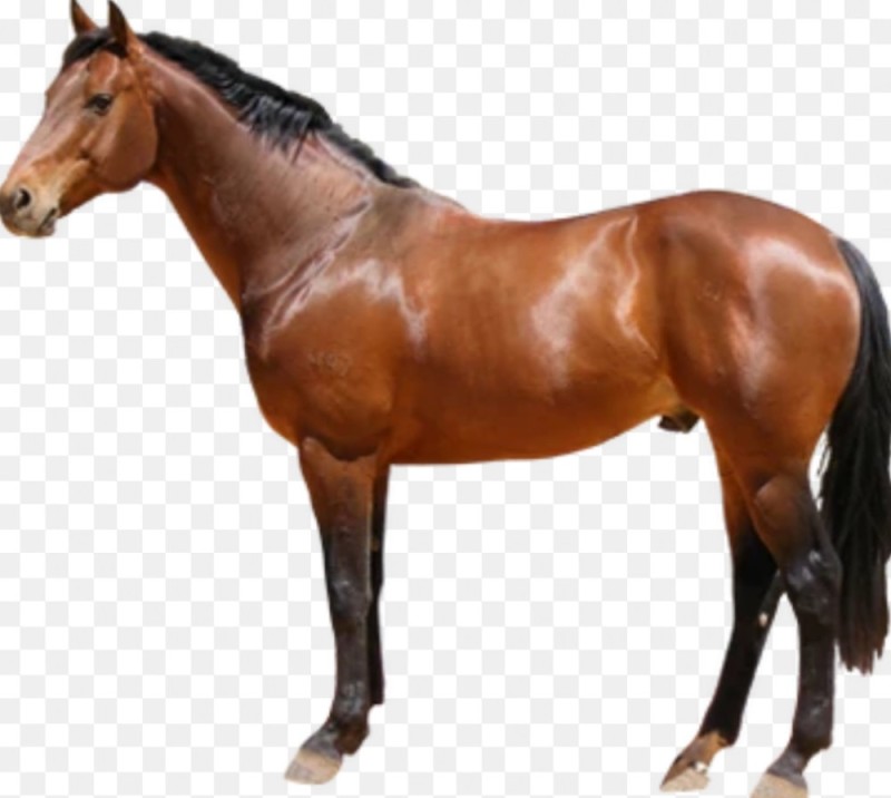 Create meme: horses on a transparent background, horse card for children, horse on a white background