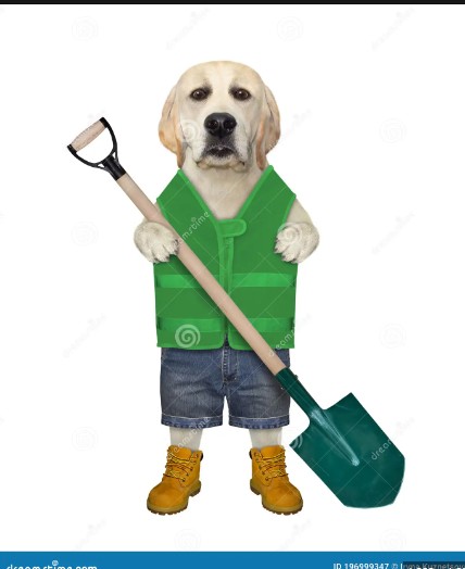 Создать мем: собака, собака садовник, золотистый ретривер 2 года