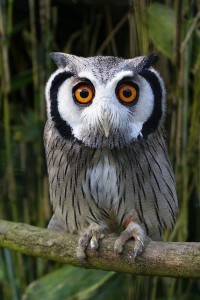 Create meme: little owl, eyes ptilopsis leucotis — Northern white-faced scoop macro, owl picture