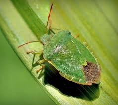 Create meme: the shield bug