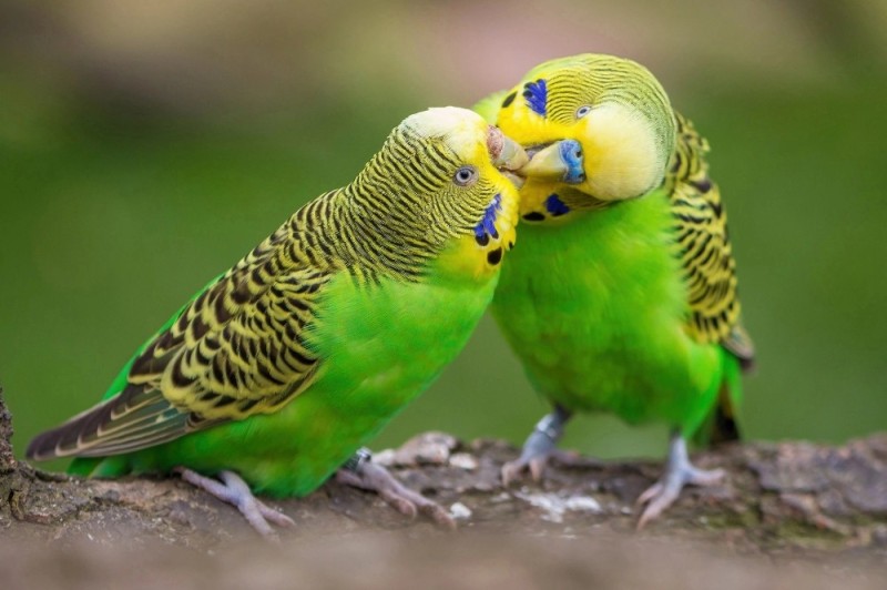 Создать мем: попугай волнистый желтый, волнистый попугайчик самец, волнистый попугай зелёный