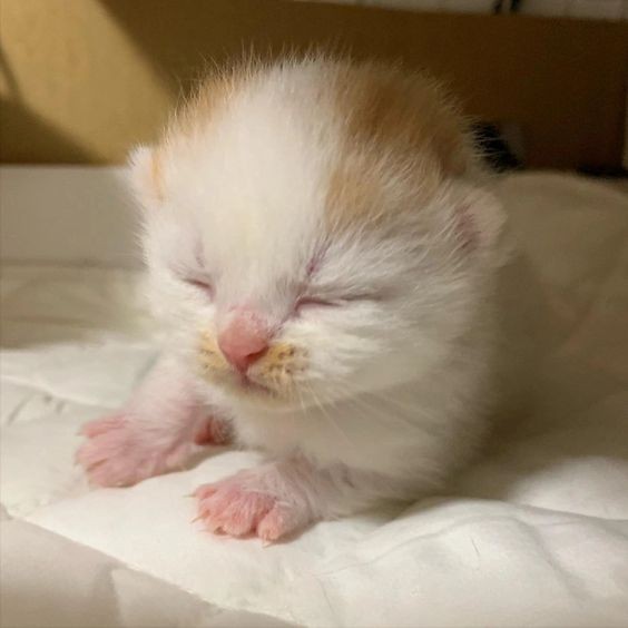 Создать мем: новорожденные котята, животные милые, споки ноки
