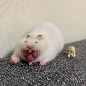 Create meme: decorative rat, hamster funny, funny hamsters