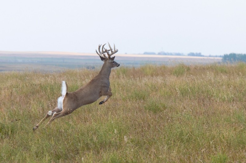 Create meme: roe deer and deer, white - tailed deer, deer jumping