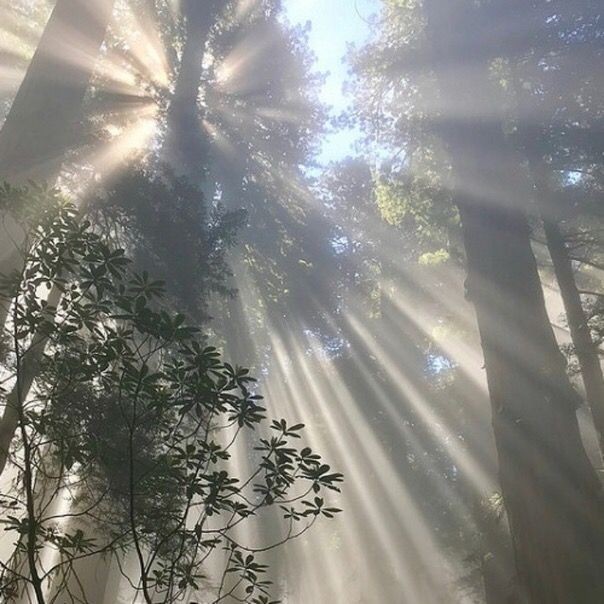 Create meme: the sun's rays, a ray of sunshine, forest sun