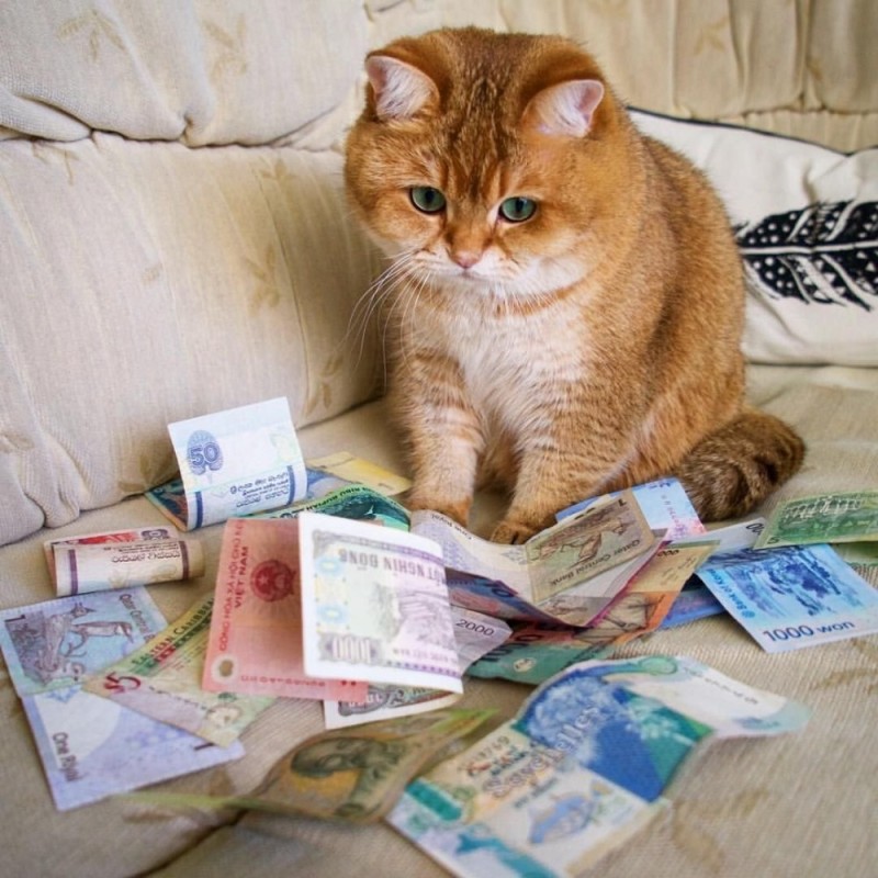 Создать мем: кот с рублями, котик с деньгами, кот с деньгами