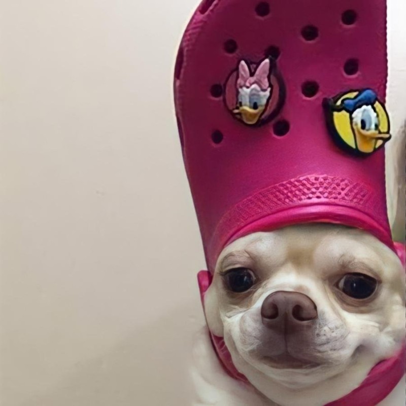 Create meme: a dog with a slipper on his head, dog , funny dogs