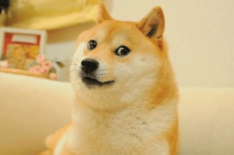 Create meme: Shiba Inu dog, shiba inu doge, dog 