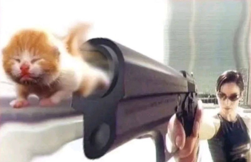 Create meme: cat , cats , kitten with a gun