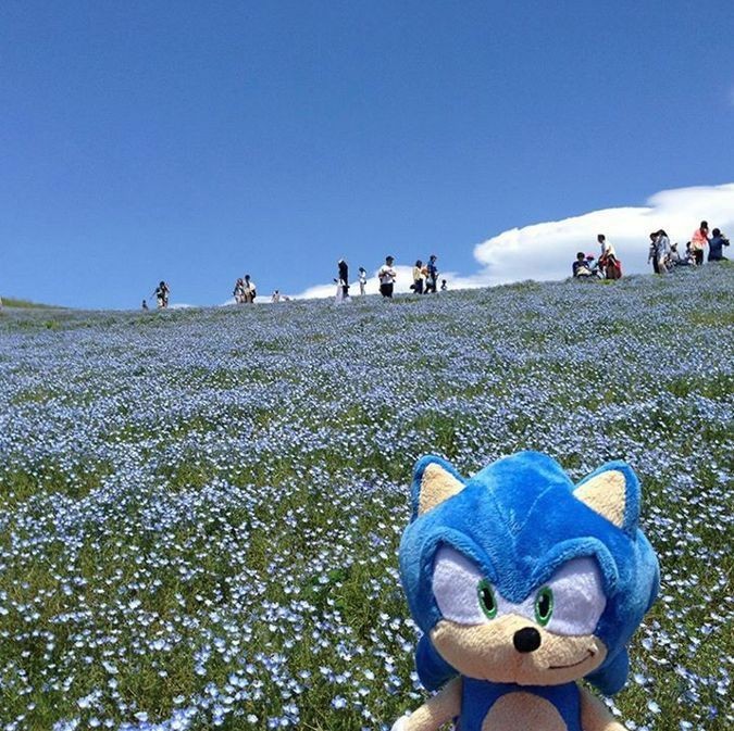 Create meme: Hitachi National Seaside Park (hitachi seaside park), Hitachi National Park Japan, hitachi Nemophila Park