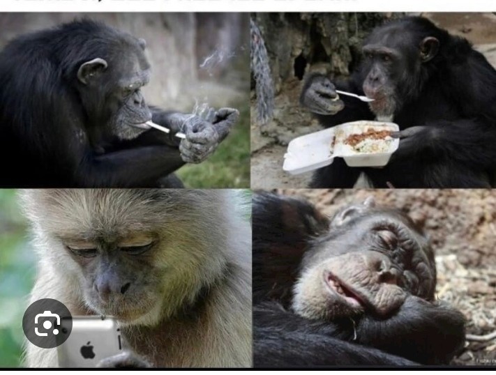 Create meme: chimpanzees are funny, chimpanzees , The monkey is funny