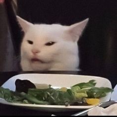 Create meme: hungry cat, cat meme , the meme with the cat at the table