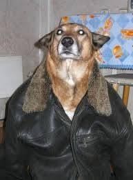 Create meme: dog jacket, a dog in a jacket, a dog in a leather jacket