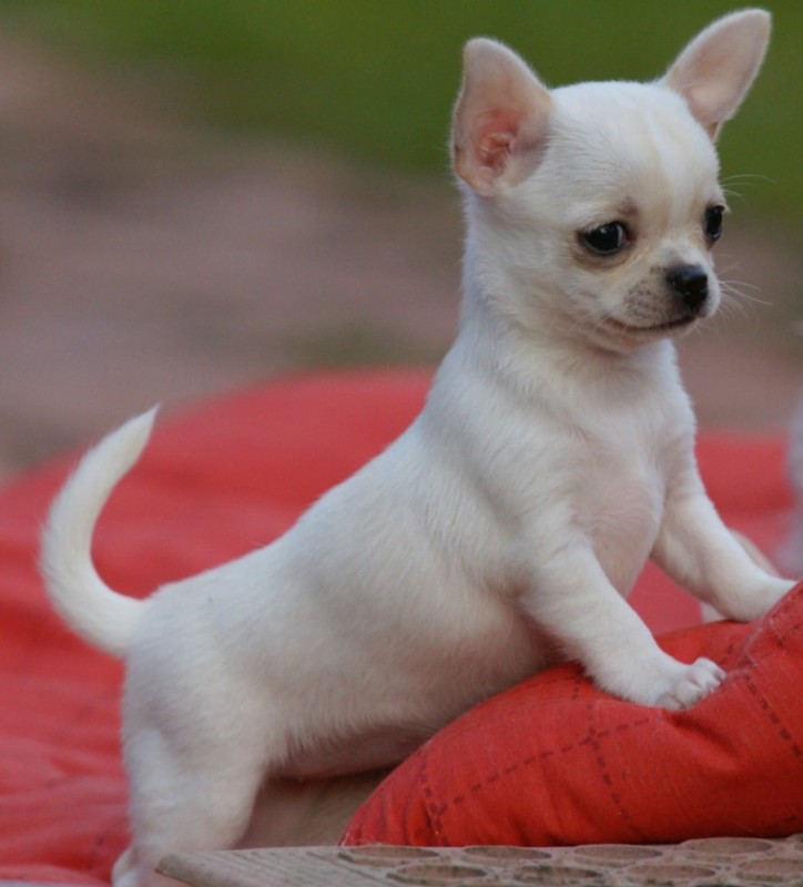 Create meme: chihuahua breed, Chihuahua puppies , chihuahua