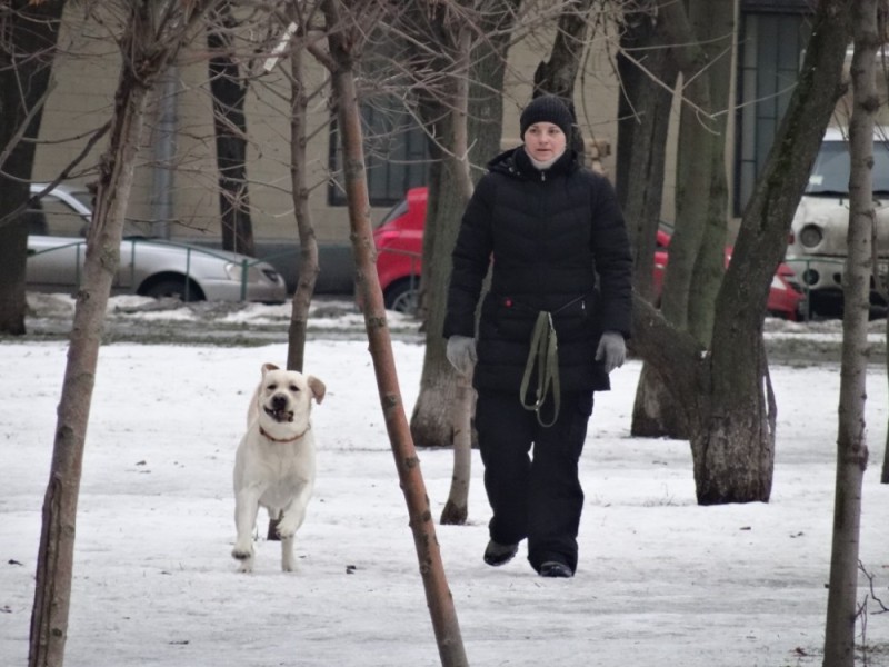 Create meme: the dog guide, The guide labrador, guide dogs in Russia