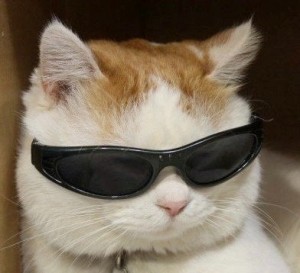 Create meme: memes with cats, cat in sunglasses, cat with black glasses