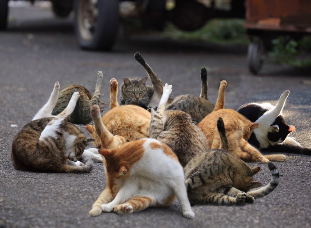 Create meme: cat island in Japan , cat island , a lot of cats