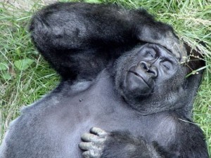 Create meme: gorilla, the male gorilla