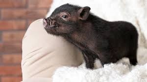 Create meme: mini pig, dwarf domestic pig, the minipig