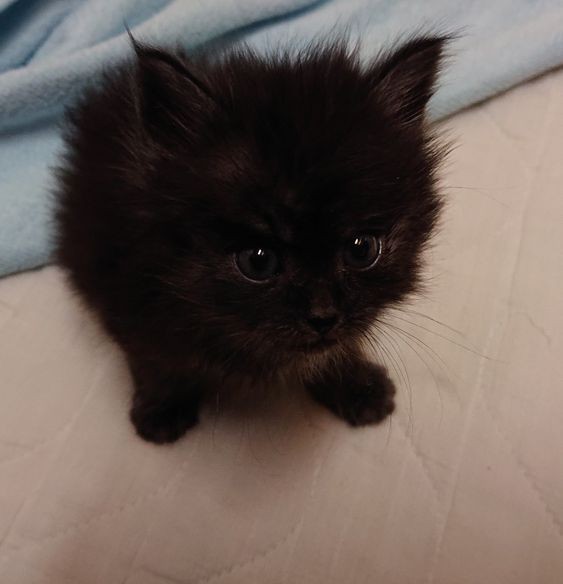 Create meme: black kitten , black persian kitten, black persian cat