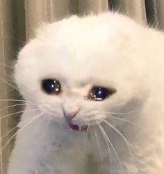 Create meme: sad cat , crying cat meme, crying cat