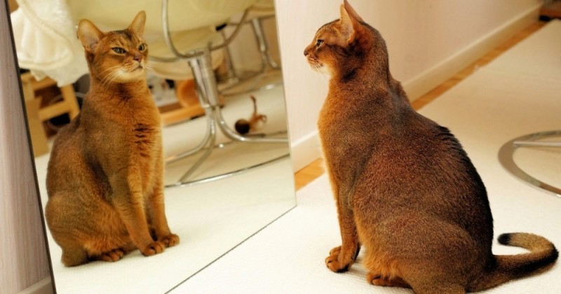 Create meme: Abyssinian cat , the cat in front of a mirror, the Abyssinian wild