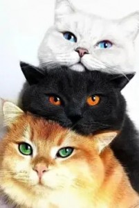 Create meme: cat, cats, three cats