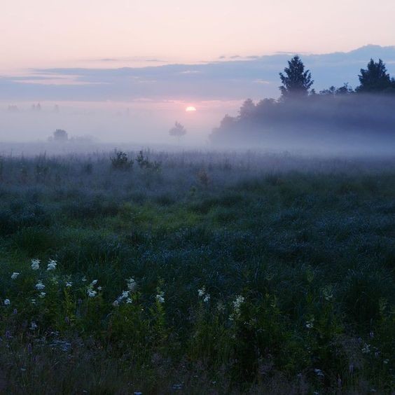 Create meme: thick fog in the field, landscape fog, fog dew morning