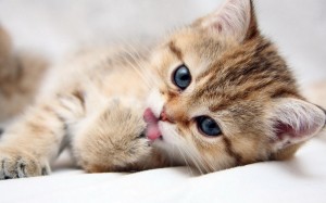 Create meme: beautiful kitties pictures, beautiful pictures of kittens, beautiful kittens photo