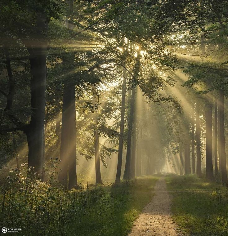 Create meme: sun forest, morning in the forest, the rays of the sun in the forest