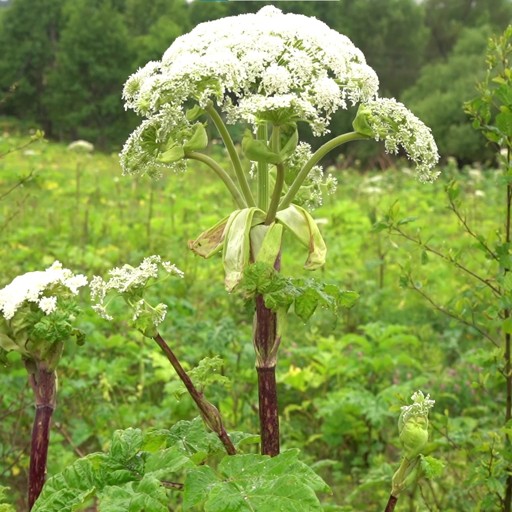 Create meme: poisonous plant hogweed, borscht of Sosnovsky, It looks like a hogweed