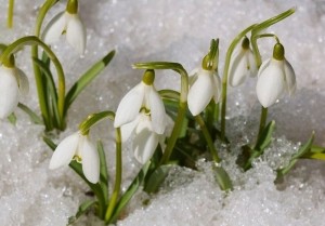 Create meme: snowdrops in spring, snowdrops