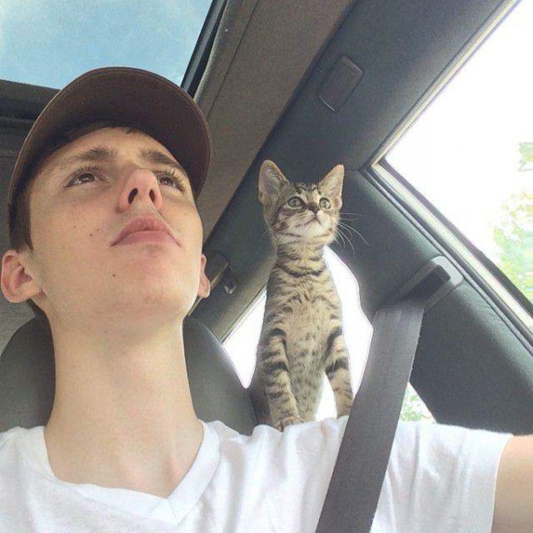 Create meme: cat , A kitten on my shoulder, guy 