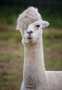 Create meme: Alpaca, Lama Alpaca, Alpaca animal