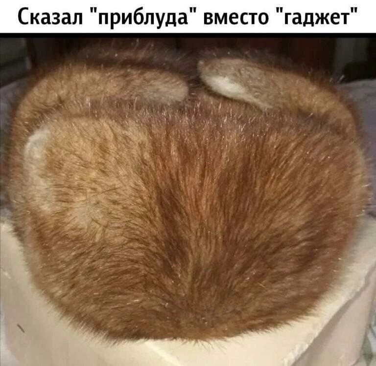 Create meme: pyzhikovaya hat, men's fur hat made of sable, muskrat cap of the USSR