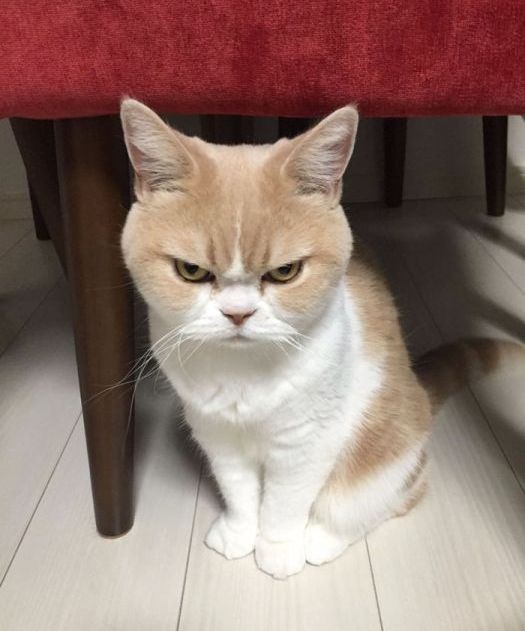 Create meme: unhappy cat, unhappy cats, evil cat