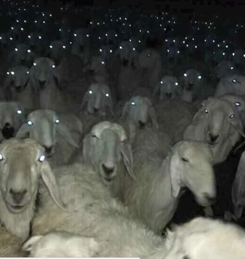 Создать мем: овцы ночью, баран мем, стадо овец