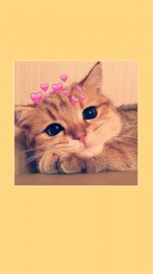 Create meme: cat, cute cats, cute cats