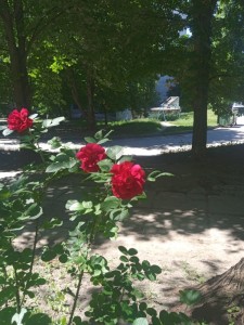 Создать мем: роза парковая хансаланд, красные розы, мебель