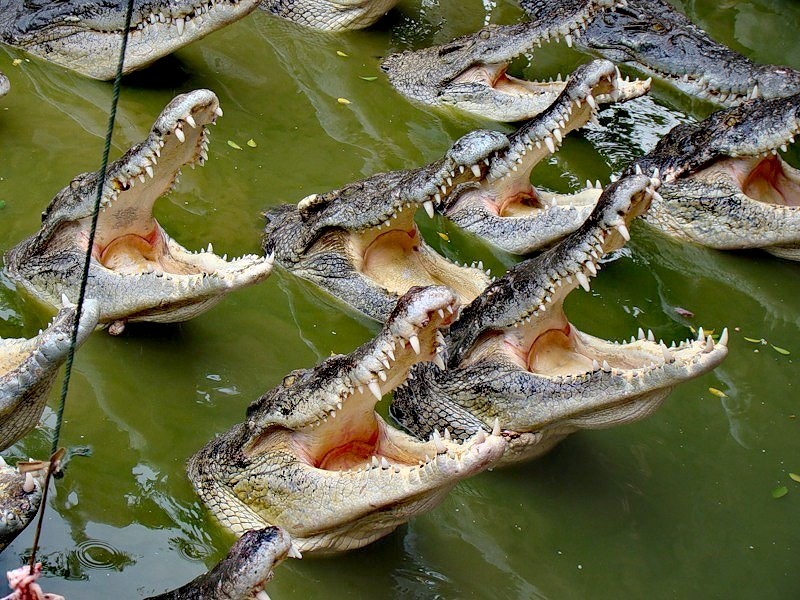 Create meme: The crocodile, the mouth of the crocodile, crocodile farm pattaya