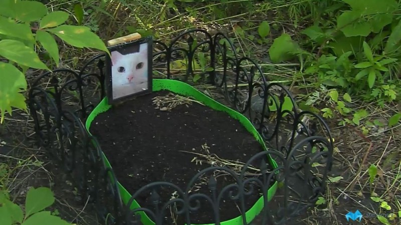 Create meme: tomcat's grave, funeral of a cat, cemetery grave