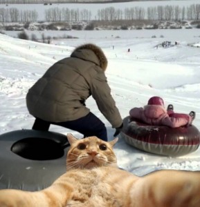 Create meme: cat noob, skiing tubing, tubing