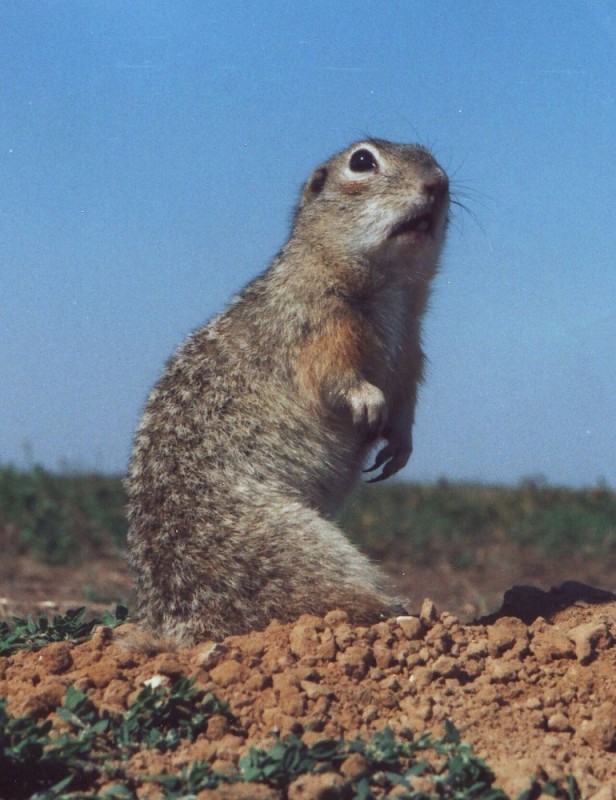 Create meme: speckled ground squirrel red book, small gopher, steppe gopher