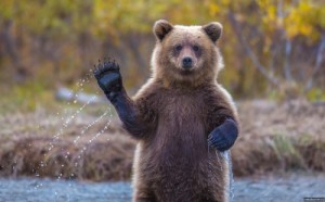 Create meme: animals, bear, grizzly