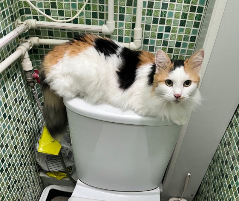 Create meme: toilet , the cat goes to the toilet, maine coon toilet